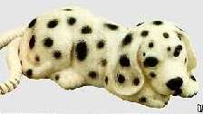 Dalmation