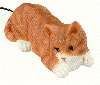 kitty